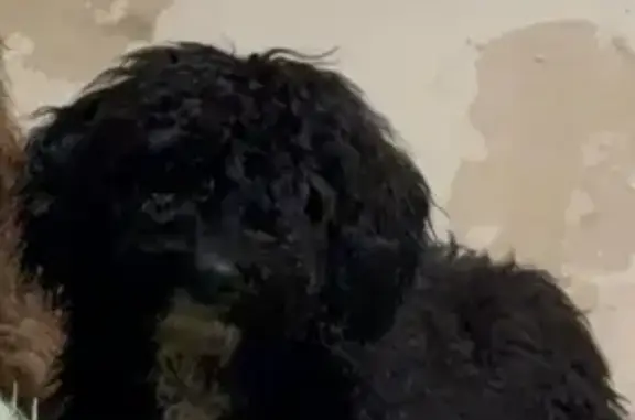 Perro de agua perdido en Barcelona