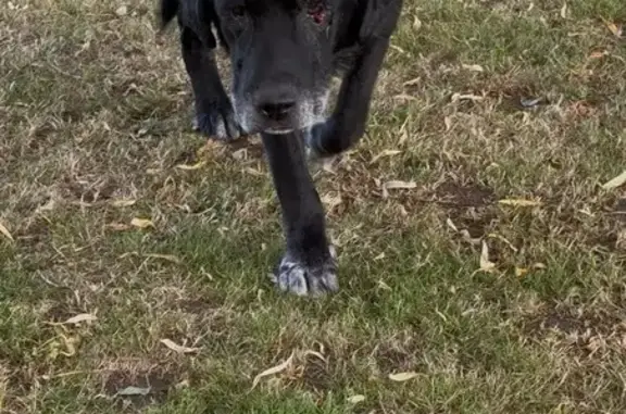 Chien perdu , photo : Labrador noir perdu, maigre, Générac