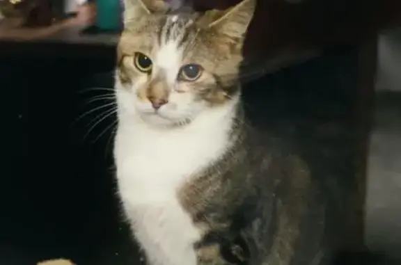 Animaux trouvés La Haye-Malherbe, photo: Chat trouvé à La Haye, cherche propriétaire