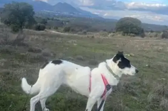 Perra perdida: Asustadiza con collar azul