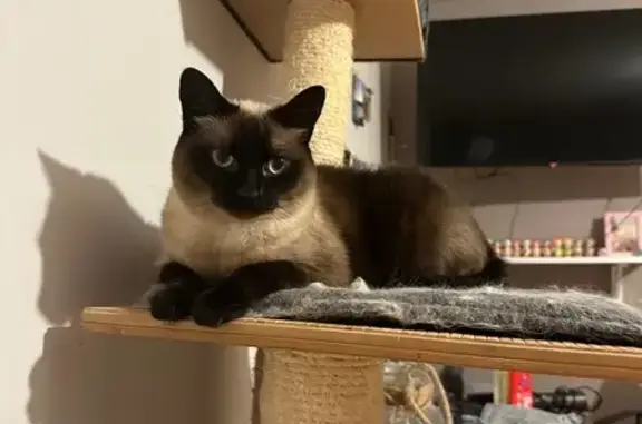 Chat perdu, Rouen, photo: Chat d'intérieur perdue à Rouen
