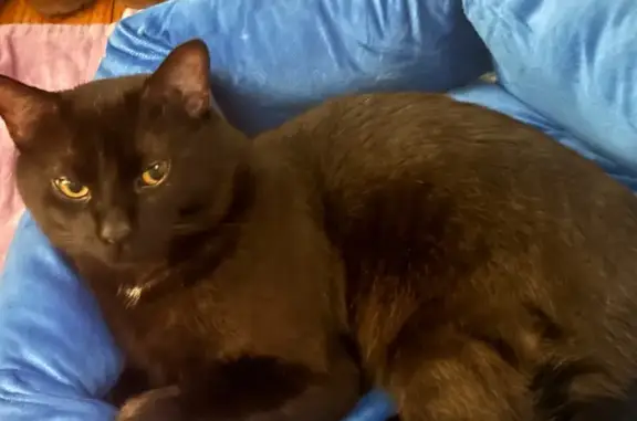 Lost Black Cat: Green Eyes, Shaved Tummy