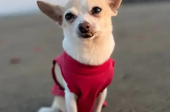 Lost Toy Chihuahua: Help Find Chico!