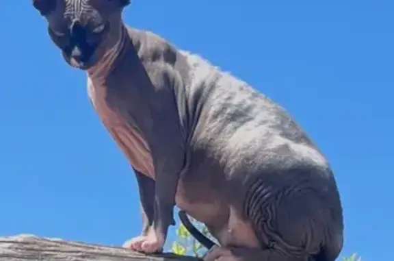 Chat SPHYNX noire perdue, Rue Stublein - photo