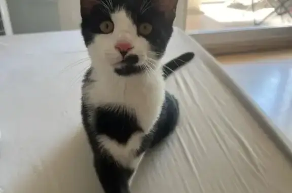 Chaton câlin trouvé à Villeneuve-Loubet - photo