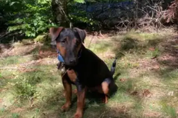 Chien trouvé Quissac, photo: Chien perdu : Jack Terrier noir et feu 4 ans