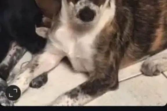 cachorro desaparecida