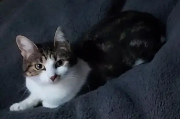 Animaux perdus , photo: Chatte perdue: Blanche/tigrée, tache museau