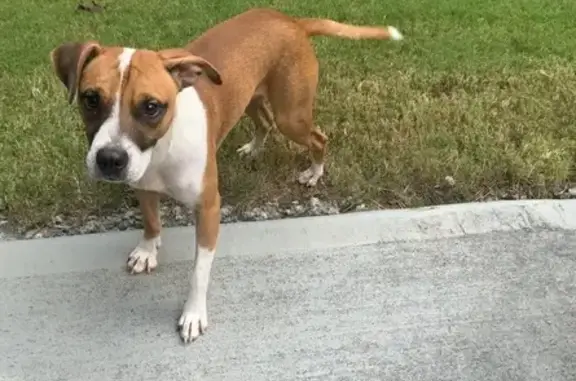 Found dog Cartersville, photo: Sweet Young Dog Found on McKaskey Rd