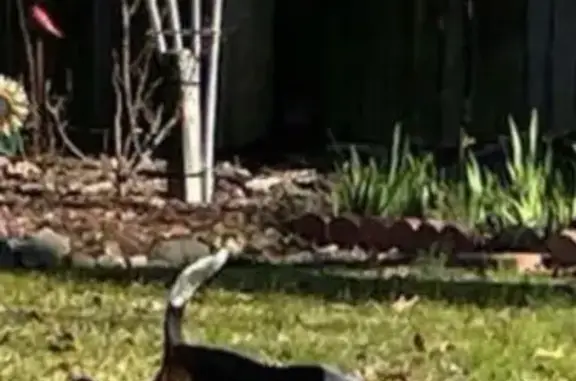 Lost Skittish Beagle 'Toot' on the Run