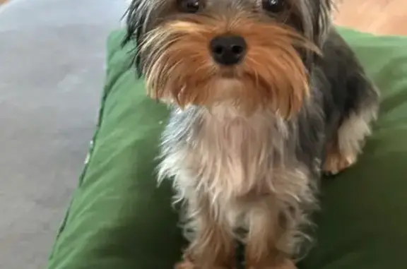Lost pets San Bernardino, photo: Lost Yorkie Violet: Help Find Her Now!