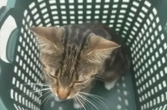 Chatte tigrée perdue au Havre - photo
