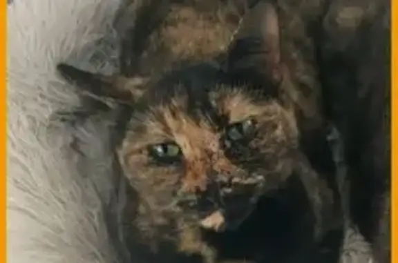 ¡Gata Carey Perdida en Estepona!