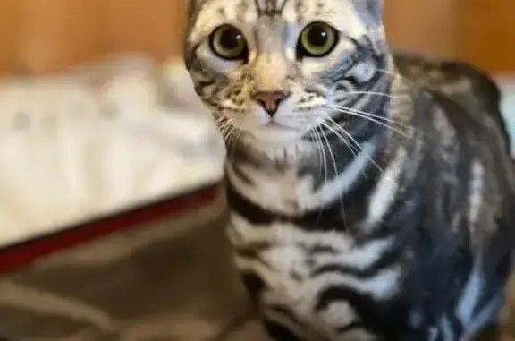 Chatte perdue à Goult : Tia, tigrée et douce - photo