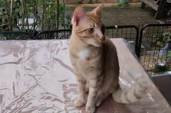 Chat perdu, patte avant tachetée, Plouaret - photo