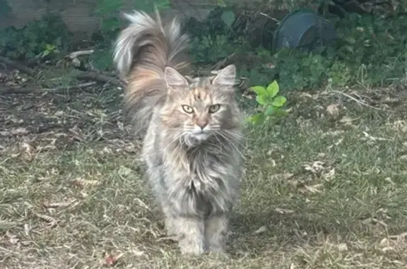 Animaux trouvés , photo: Chat tigré à poils longs trouvé campagne