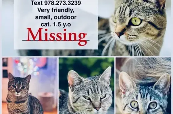 Lost pets Lunenburg, photo: Lost: Small Brown Tiger Cat in Lunenburg