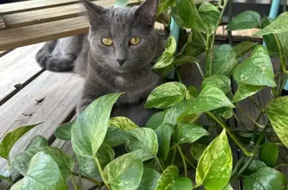 Missing cat Atlanta, photo: Lost Shy Grey Tabby: Willy in Atlanta