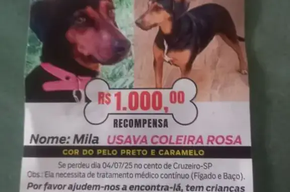 cachorro desaparecida