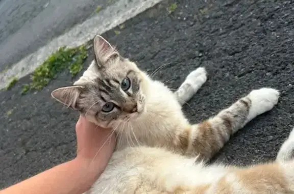 Jeune chatte crème/marron trouvée à Noyelles - photo