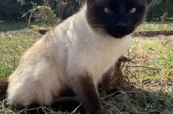 Chat perdu, Montauban, photo: Chat mâle siamois perdu à Montauban