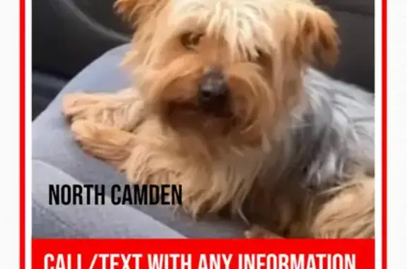 Lost Friendly Dog: Help Find Him! Reward