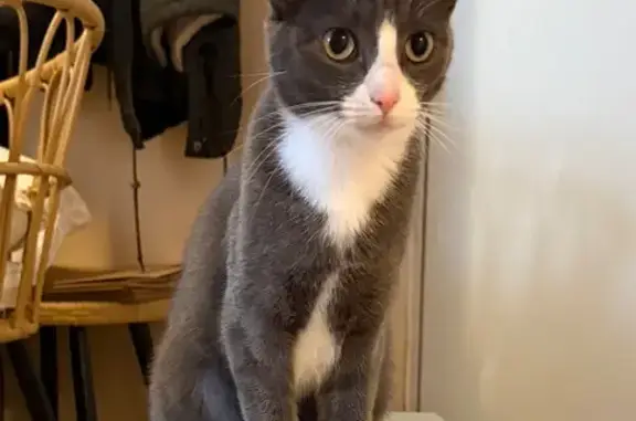 Missing cat Chicago, photo: Lost Cat: Gray with White Paws in Chicago