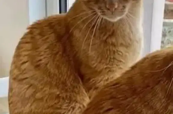 Chat roux Oliver perdu à Hourtin - photo