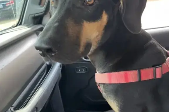Friendly Found Puppy at Texas Oil Wells