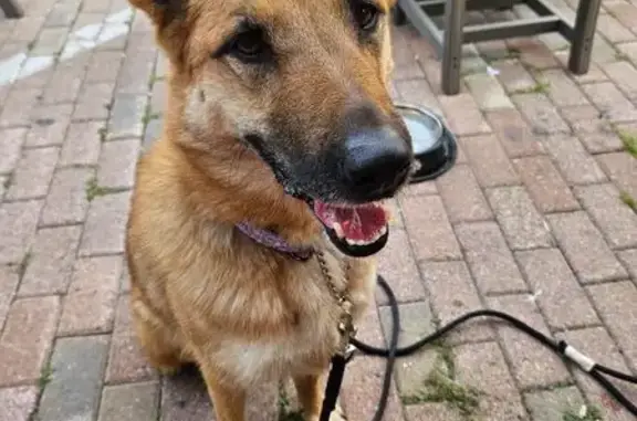 Lost pets McHenry, photo: Lost Dog: Tan Coat, Blue Collar, McHenry