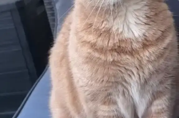 Chat perdue à Villeparisis, aidez-nous ! - photo
