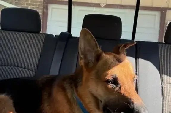 Missing dog San Antonio, photo: Lost Scared Dog: Wesson in San Antonio