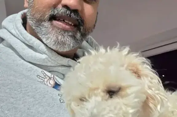 Lost Small Maltese on Darke St, Sydney