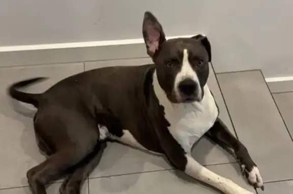 Friendly Lost Dog in Knox City - Help!