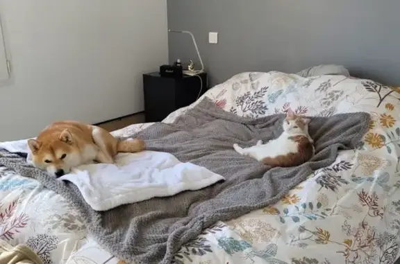 Chat perdu à Sorgues : blanc et roux - photo