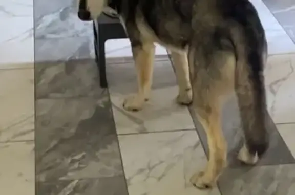 Friendly Lost Dog: Unique Nail, Loves Belly Rubs