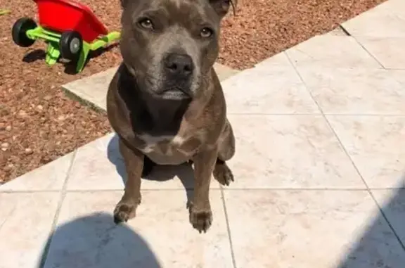 Chien perdu : Miya, 8 ans, bleu bringé - photo