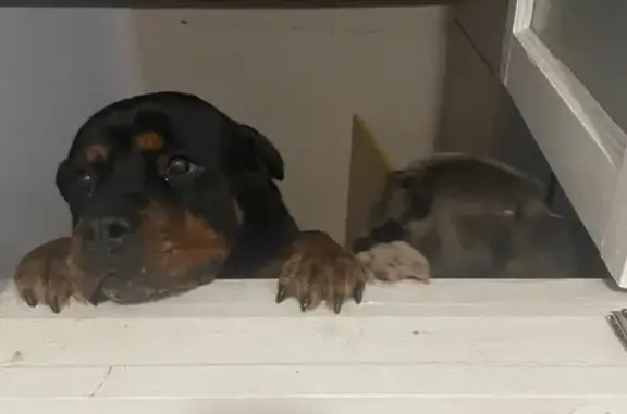 Lost Rotti: Black & Orange, Blacktown