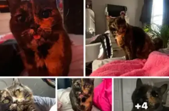 Lost Cat: Adorable, Unique Markings