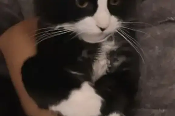 Missing cat Lehi, photo: Lost Cat: Chiquillin in West Davencourt