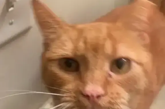 Lost Orange Cat: Heavy, Hides in Bushes