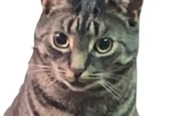 Help Find Our Missing Cat on Hines Rd!