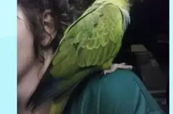Missing: Beloved Green Bird 'Clyde' in Ashford