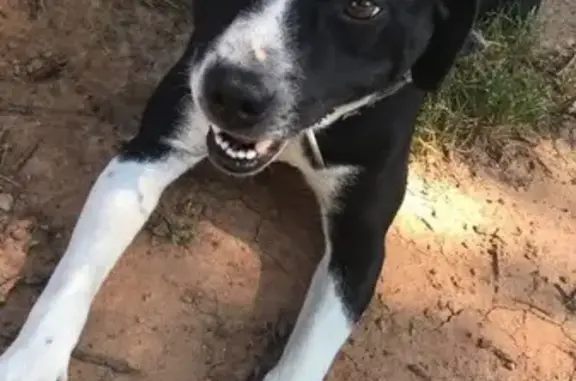 Lost Black & White Dog: Paiute Trail 112