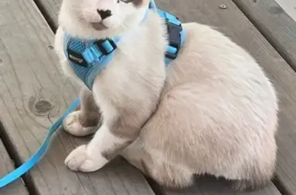 Missing cat Orangevale, photo: Lost Siamese-Like Cat: Romeo in Orangevale