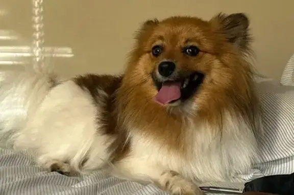Mostly white brown face brown spots on his back and one of his back legs is brown as well about 15-20 pounds has a blue collar and red flea collar he is very energetic