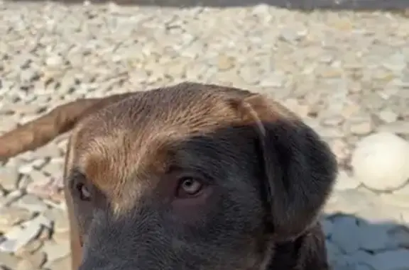 Lost Friendly Silver/Brown Labrador in Oakville