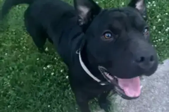 Lost Dog: Black with White Spot, Pink Collar