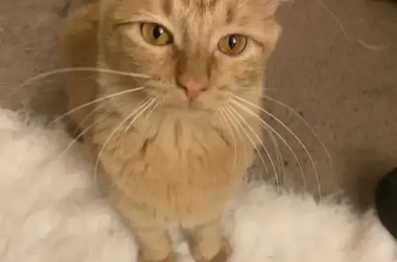 Lost Light Orange Cat on Redwood Road