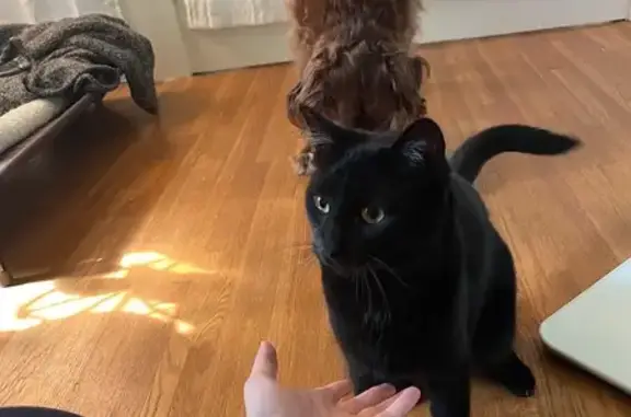 Lost pets Lansing, photo: Help Find Our Lost Black Cat in Lansing!